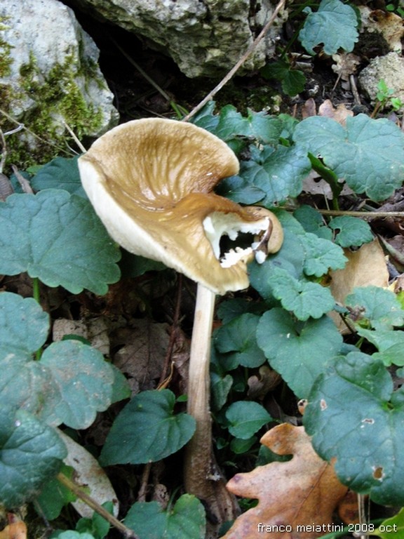 Nel secco bosco di leccio